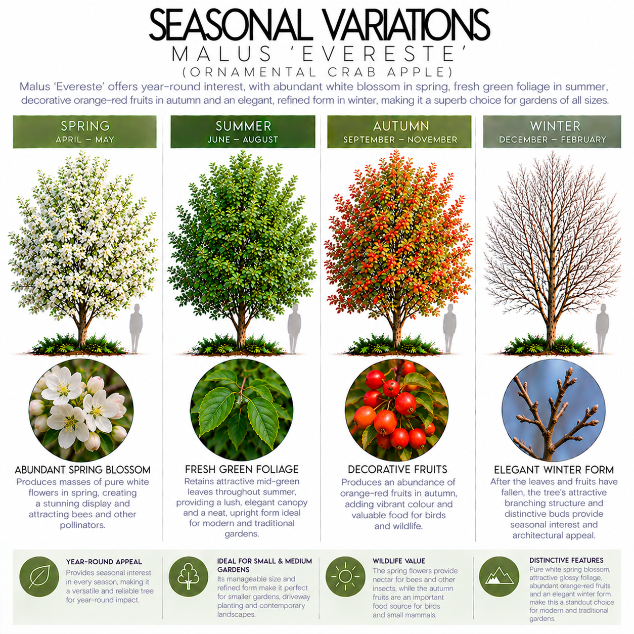 malus-evereste-seasonal-variation.png