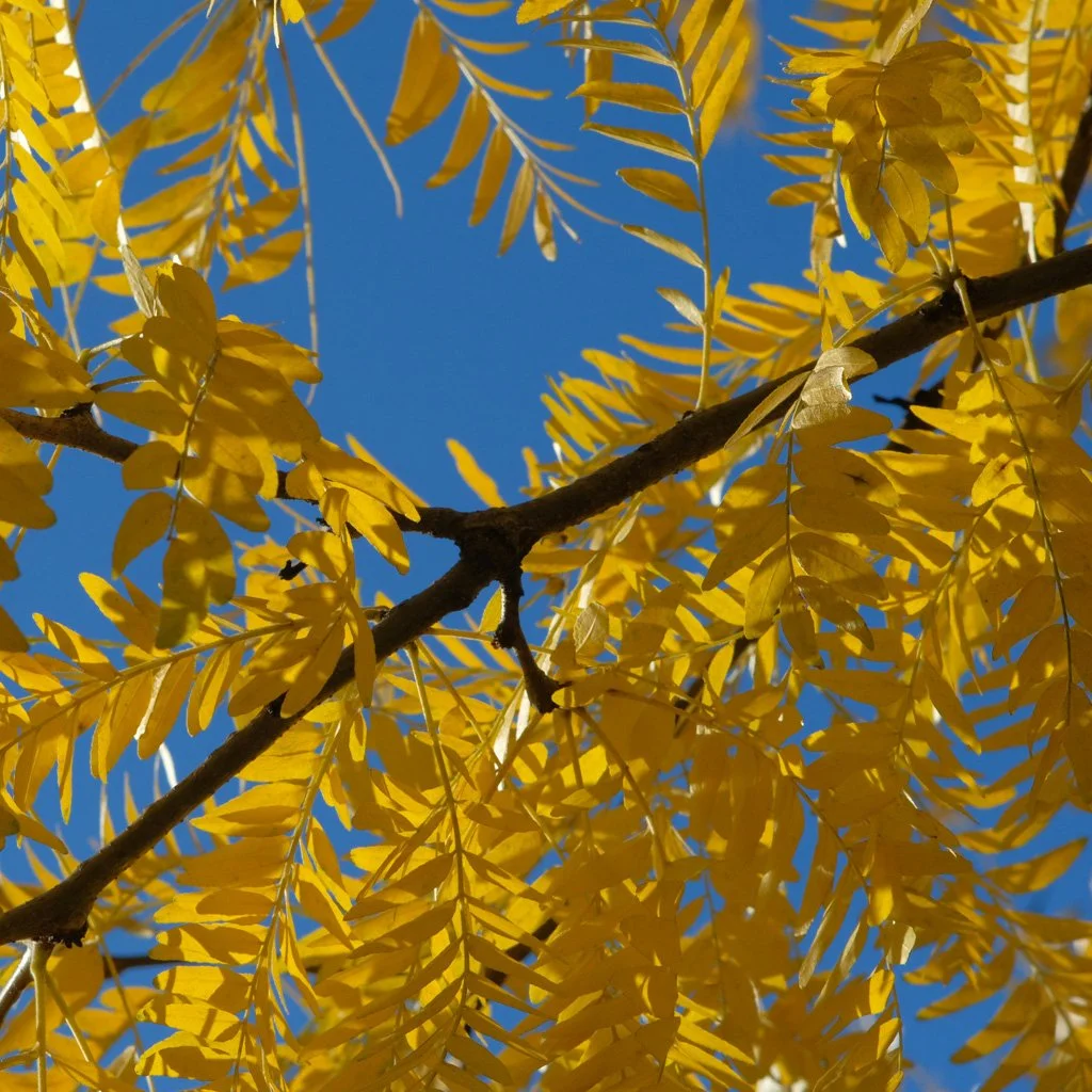 gleditsia-triacanthos-skyline-autumn-foliage.jpg