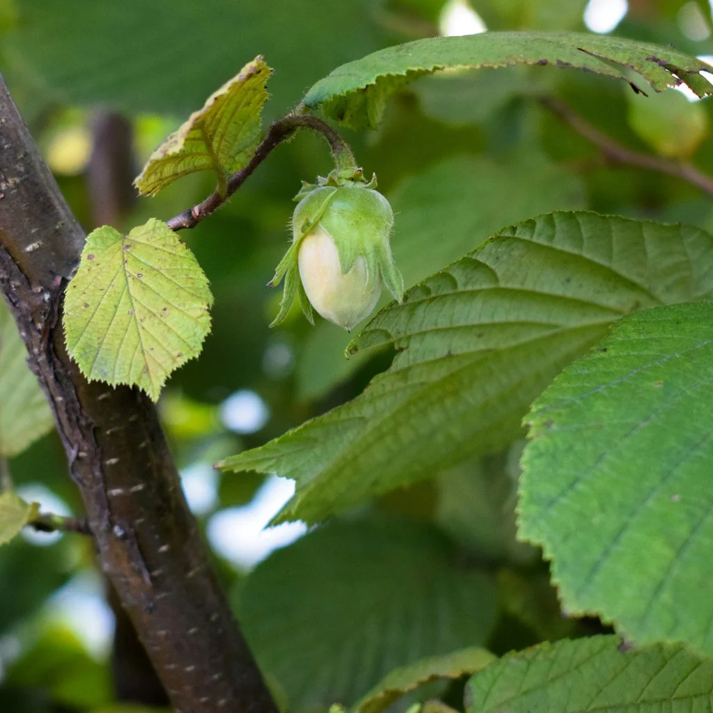 corylus-avellana-hedging-fruit.jpg