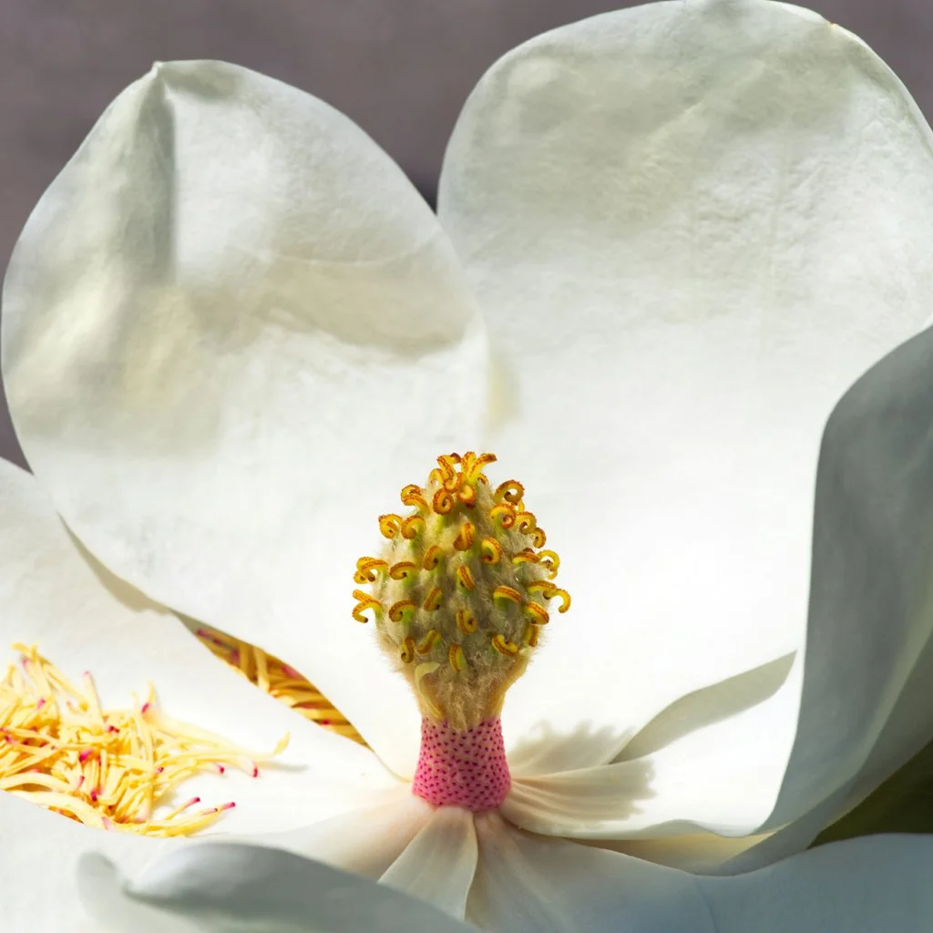magnolia-grandiflora-flower-and-petals.jpg