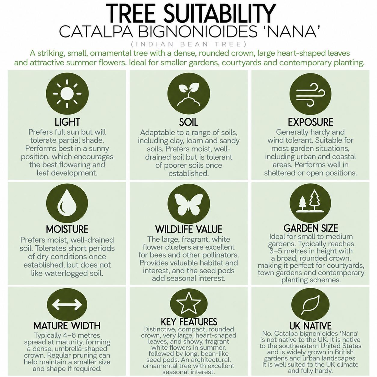 tree-suitability-guide-catalpa-bignonioides-nana.png