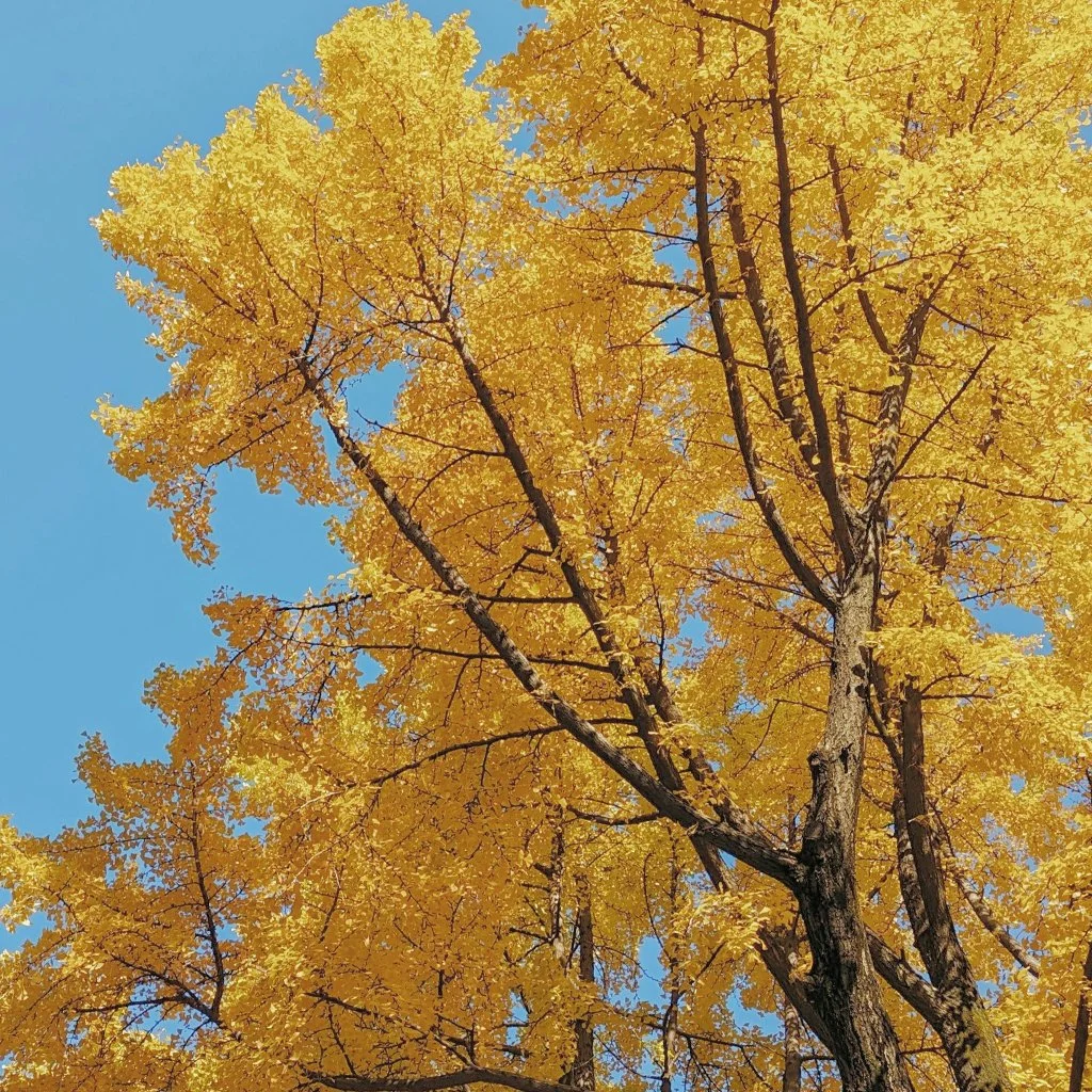 ginkgo-biloba-autumn-foliage.jpg