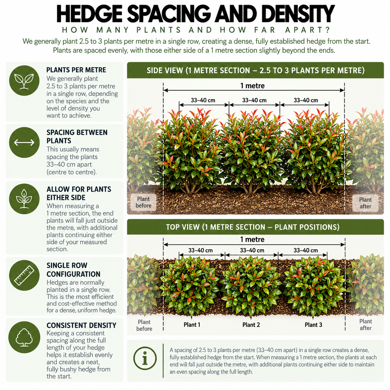 hedge-spacing-and-density-guide.png