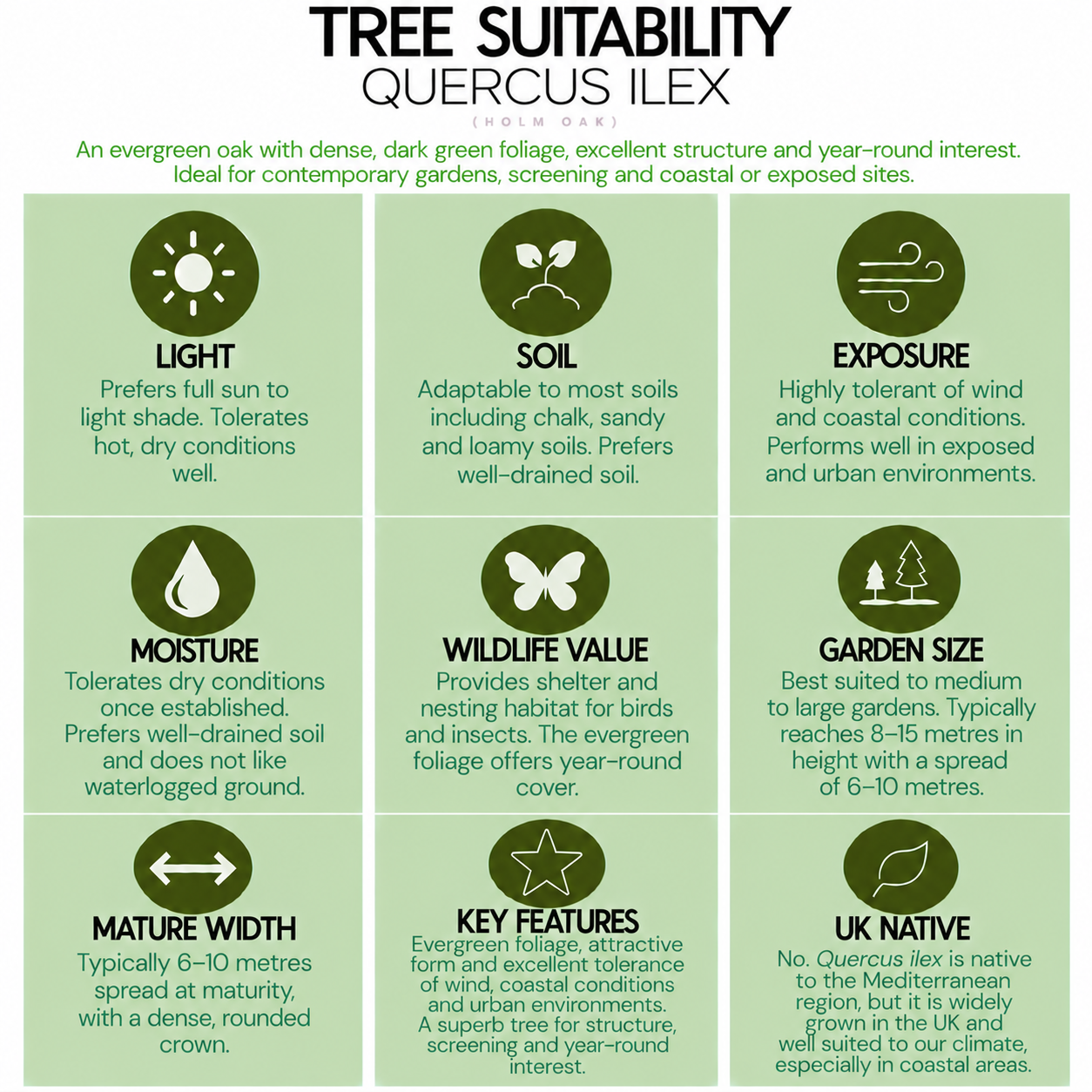 tree-suitability-guide-quercus-ilex.png
