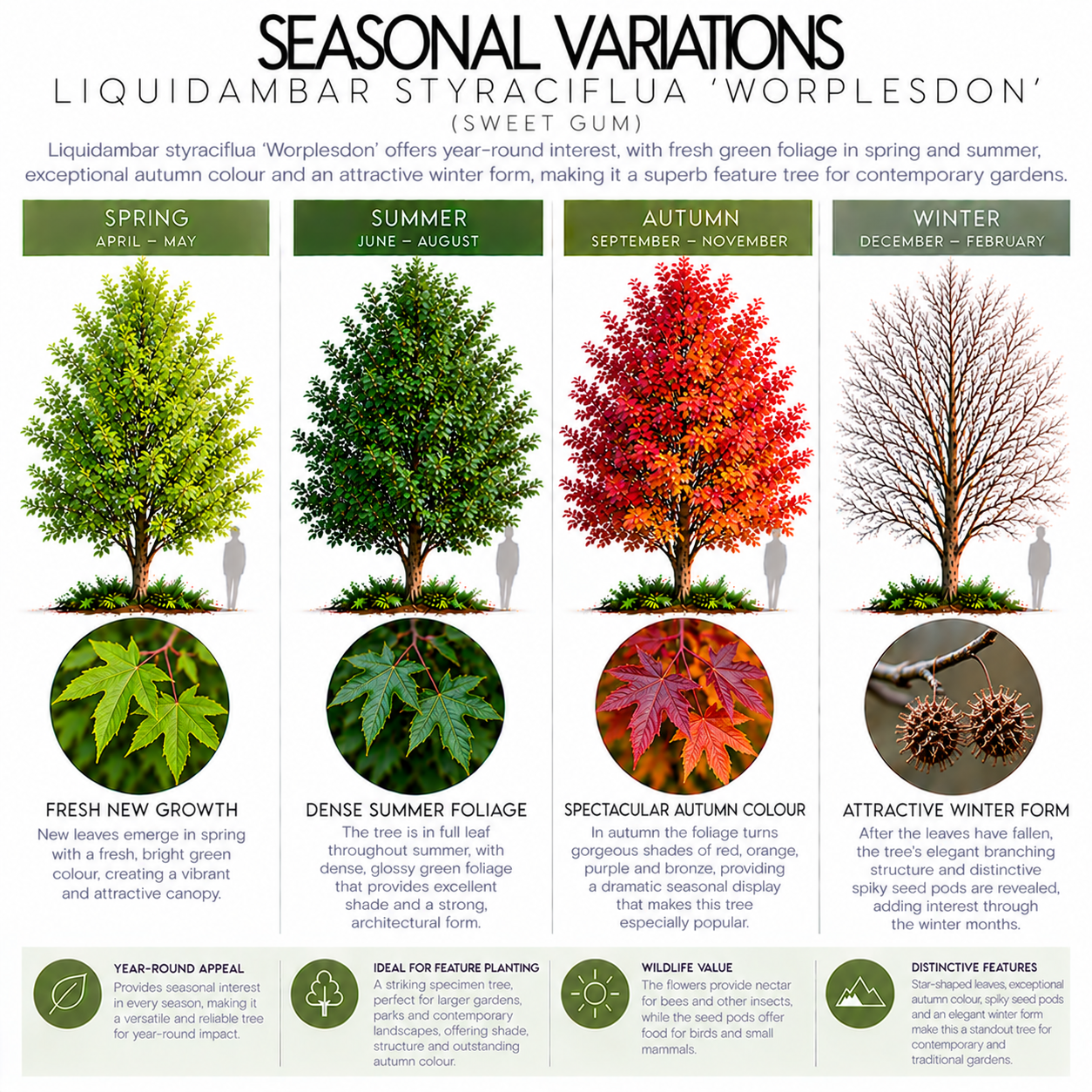 liquidambar-styraciflua-Worplesdon-seasonal-variation.png