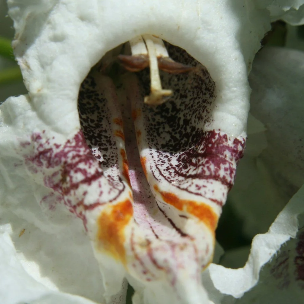 catalpa-bignonioides-flower-close-up.jpg