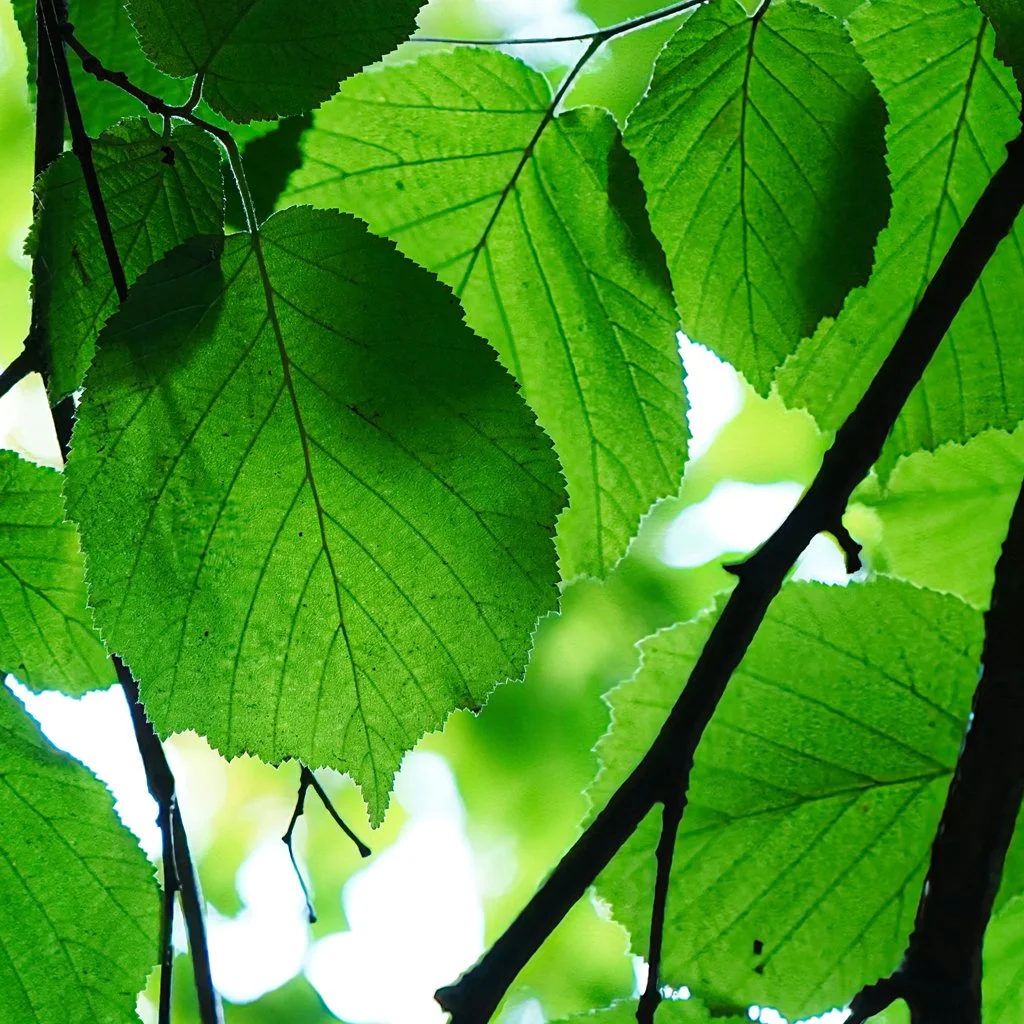 corylus-avellana-hedging-leaves.jpg