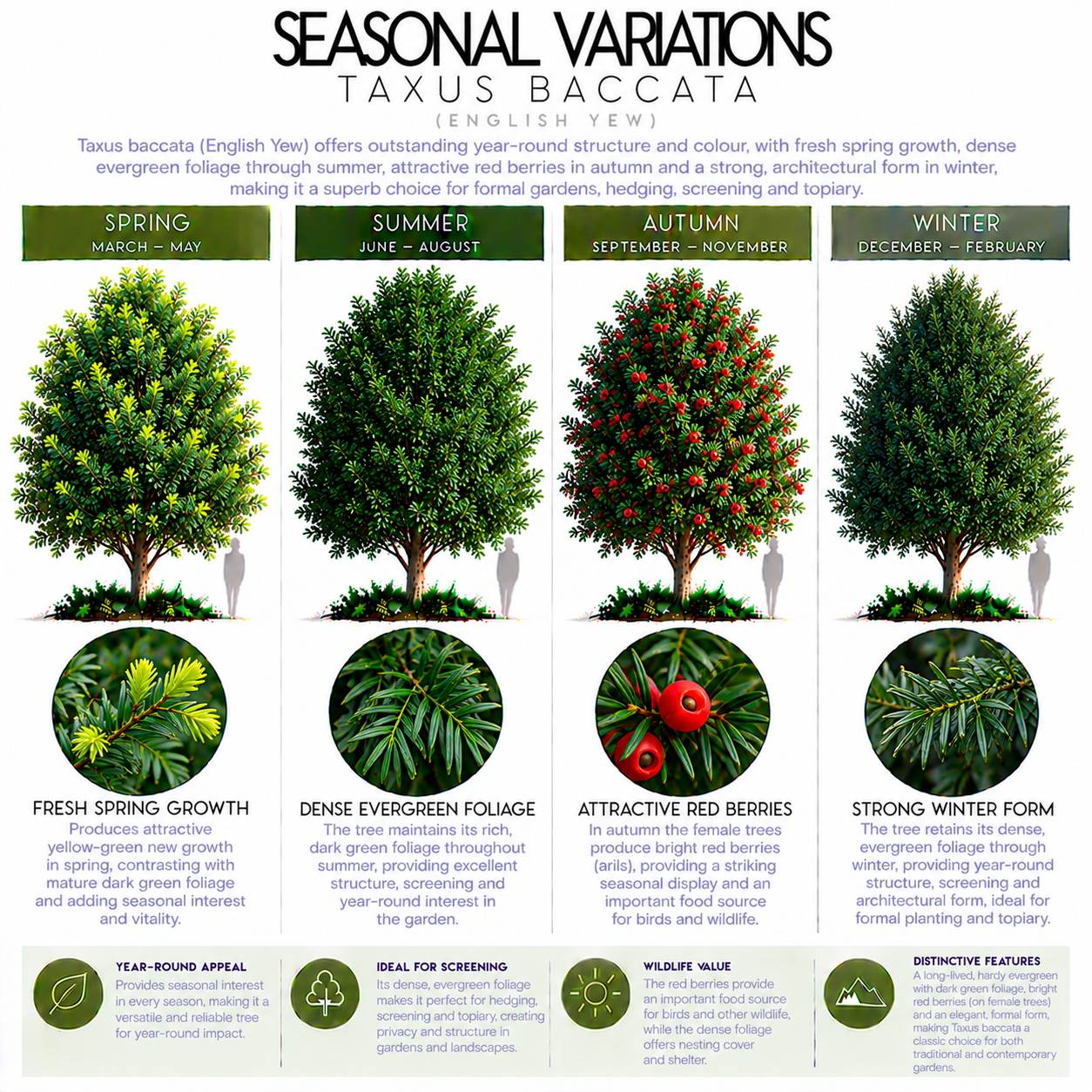 taxus-baccata-seasonal-variation.png