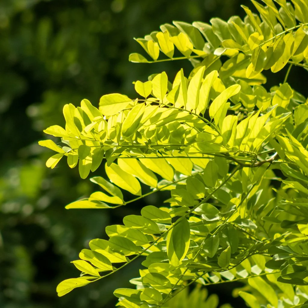 gleditsia-triacanthos-skyline-foliage.jpg