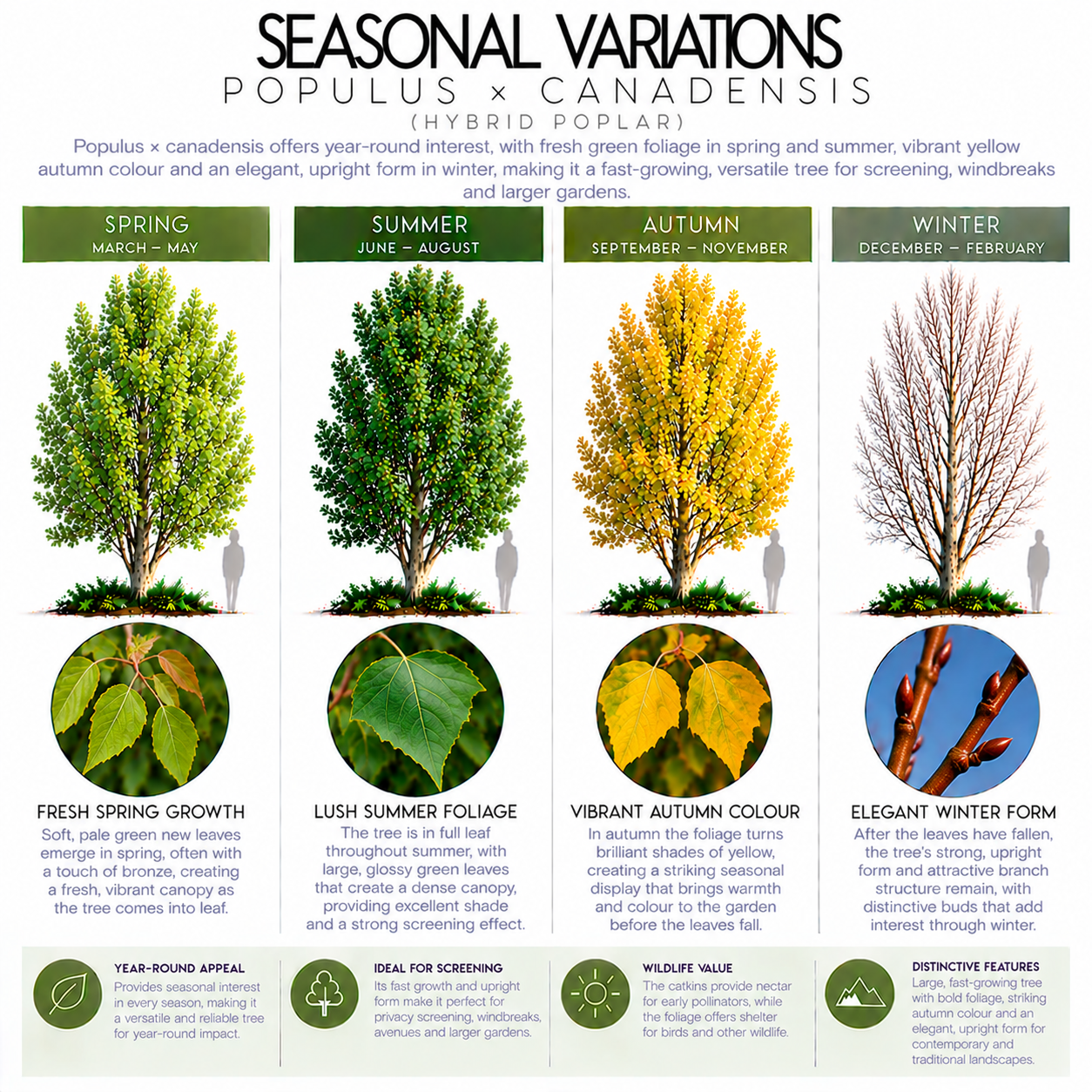 Populus x canadensis - Black Poplar