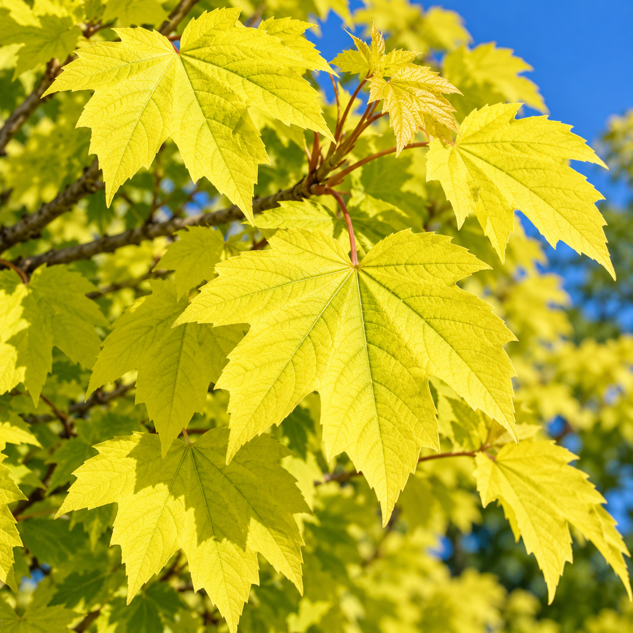 acer-pseudoplatanus-brilliantissimum-foliage.png