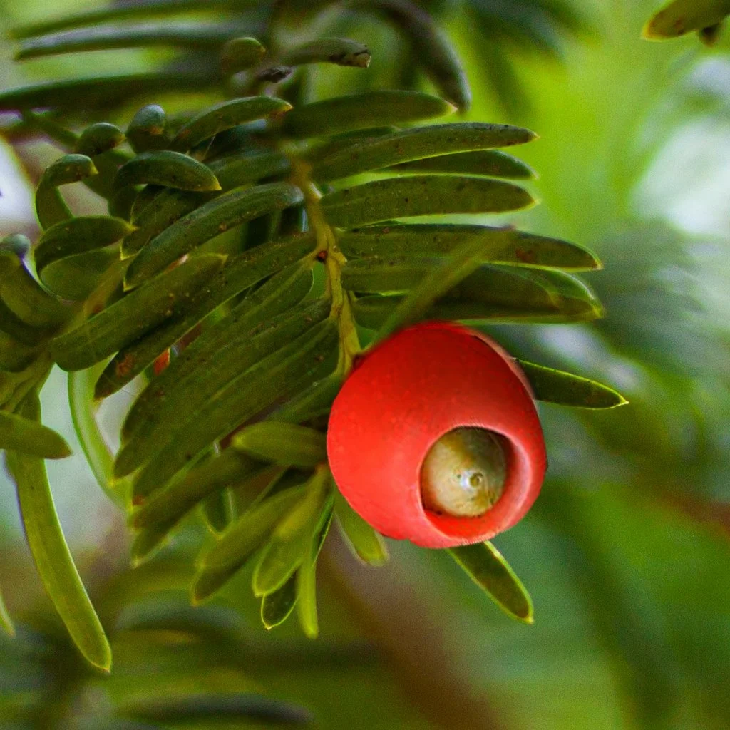taxus-baccata-hedgw-fruit.jpg