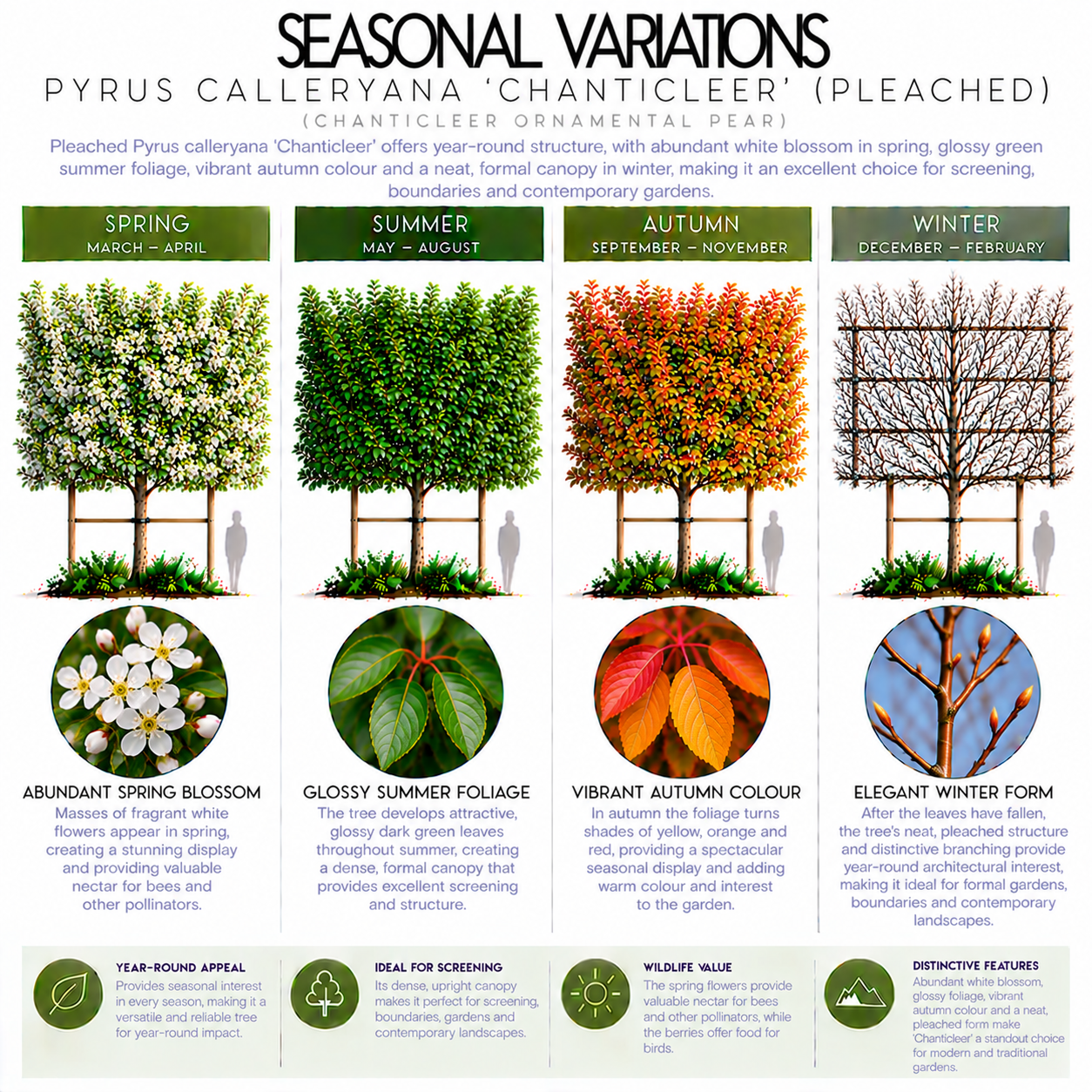 pyrus-calleryana-chanticleer-pleached-seasonal-variation.png