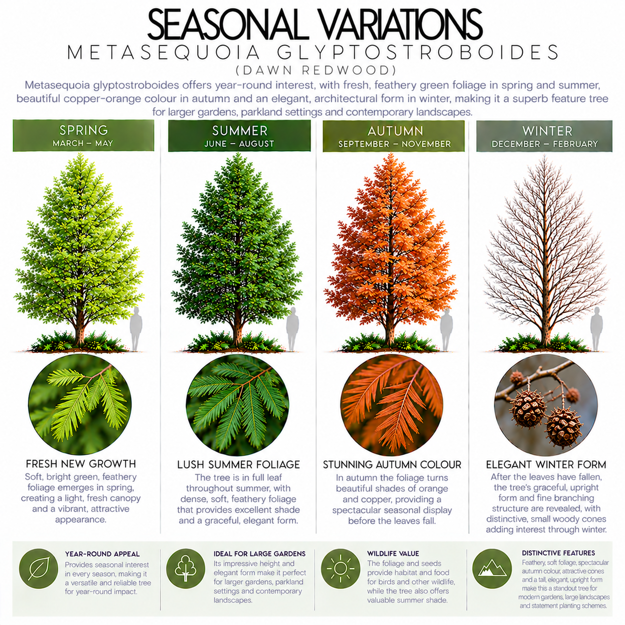 metasequoia-glyptostroboides-seasonal-variations.png