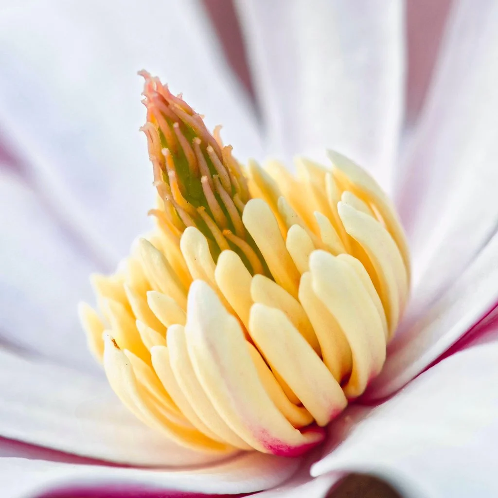 magnolia-stellata-flower-centre.jpg
