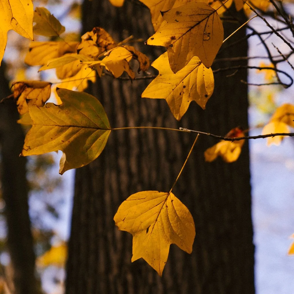 liriododendron-tulipifera-autumn-foliage.jpg