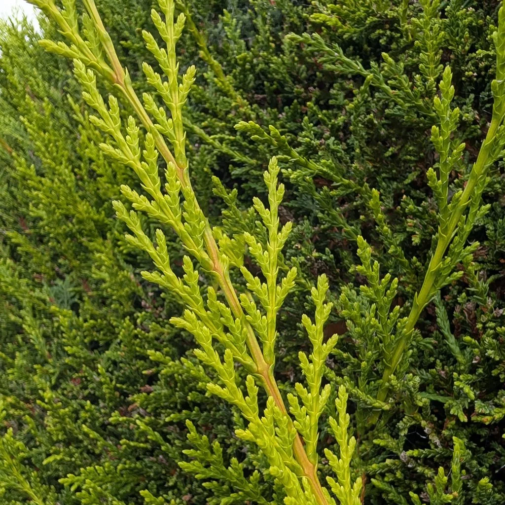 thuja-plicata-atrovirens-foliage.jpg