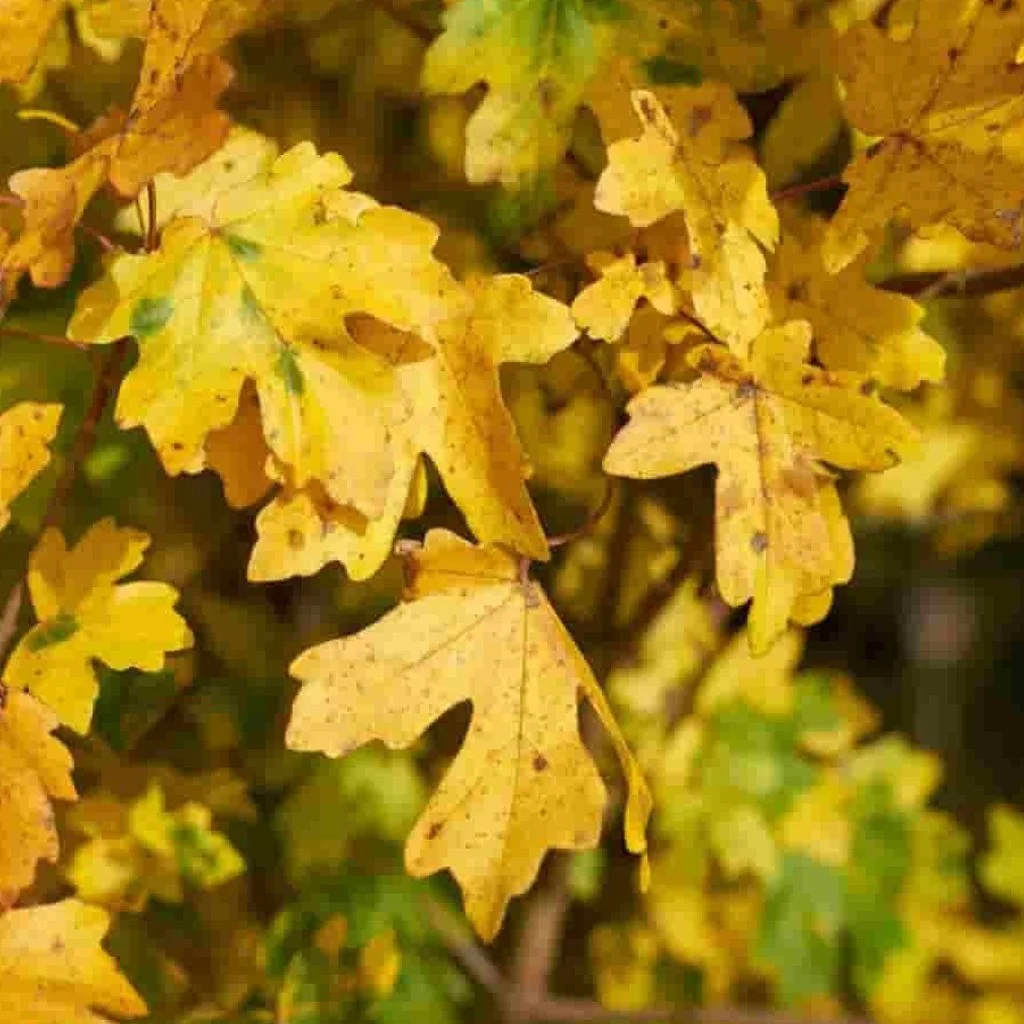 acer-campestre-hedging-auyumn.jpg