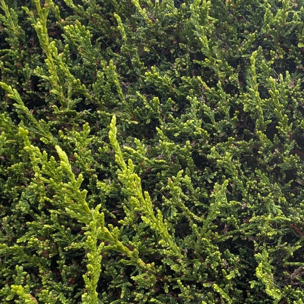 thuja-plicata-atrovirens-foliage-close-up.jpg