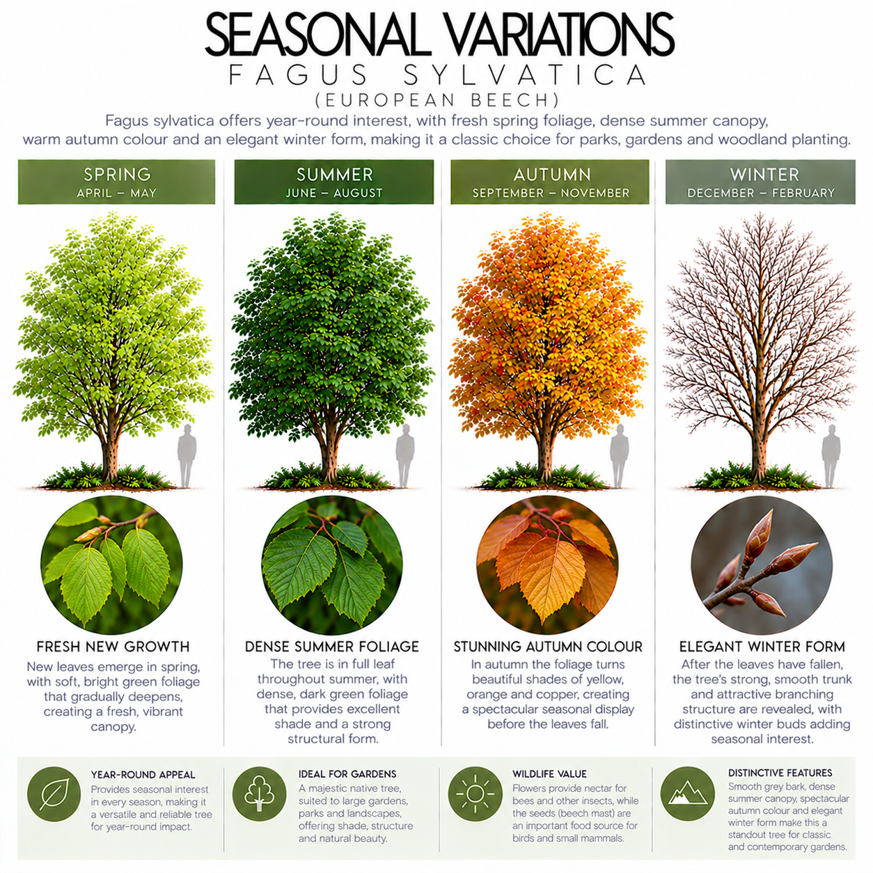 fagus-sylvatica-seasonal-variation.png