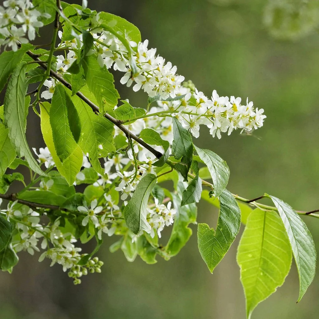 prunus-padus-hedging-flowers.jpg