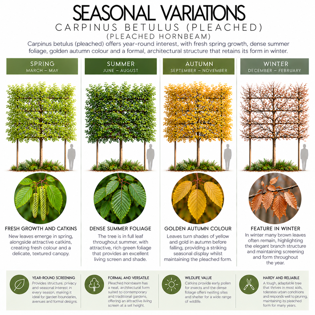 carpinus-betulus-pleached-seasonal-variation.png