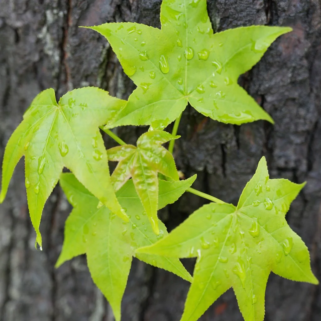 liquidambar-styraciflua-worplesdon-spring-leaves.jpg