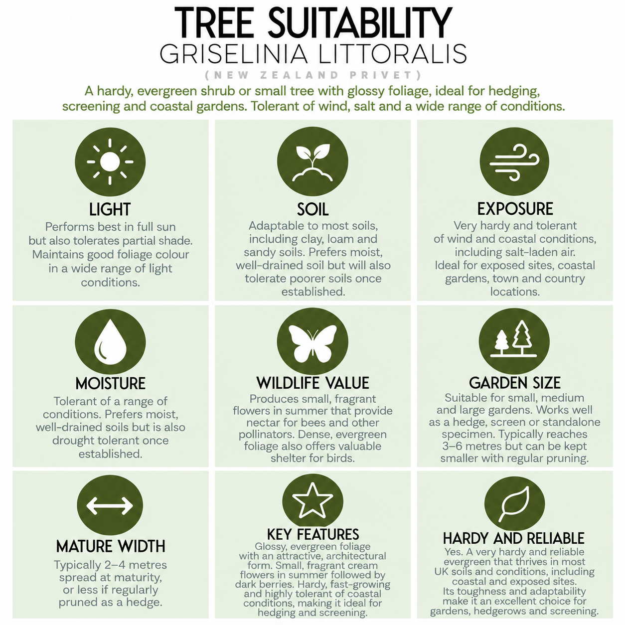 Tree Suitability Infographic_ Griselinia Littoralis.png
