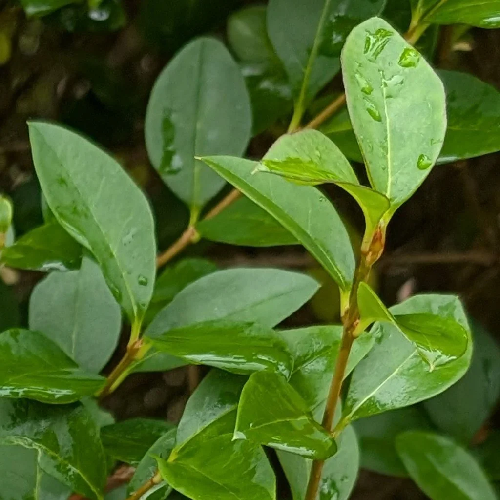 Ligustrum-ovalifolium-hedging.jpg