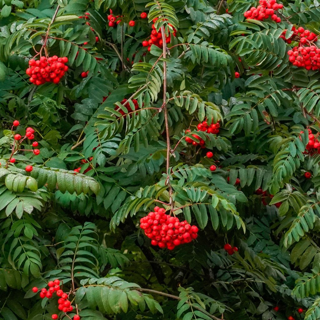 Sorbus aucuparia Hedging (Rootballed)