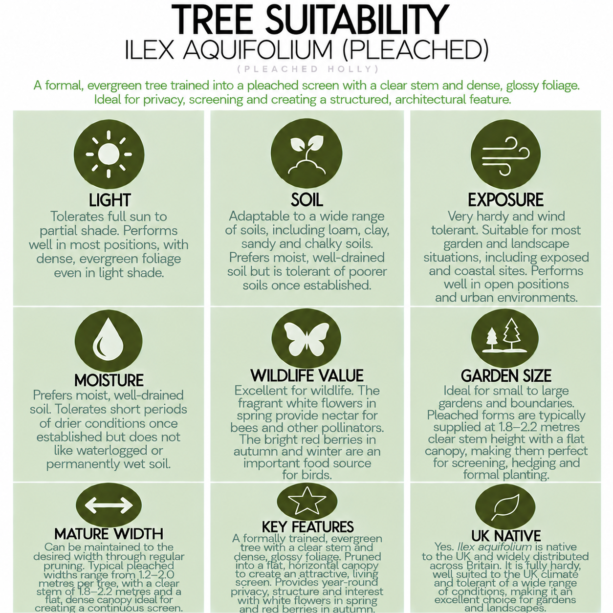 tree-suitability-guide-ilex-aquifolium-pleached.png