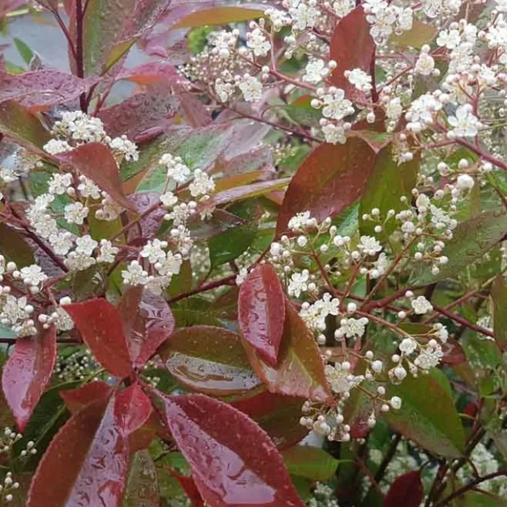 Photinia-fraseri-Red-Robin-hedging-flower.jpg