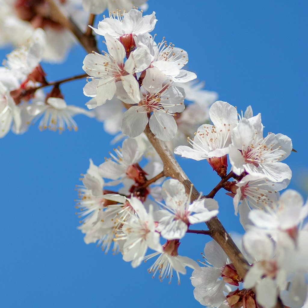prunus-avium-flowers.jpg