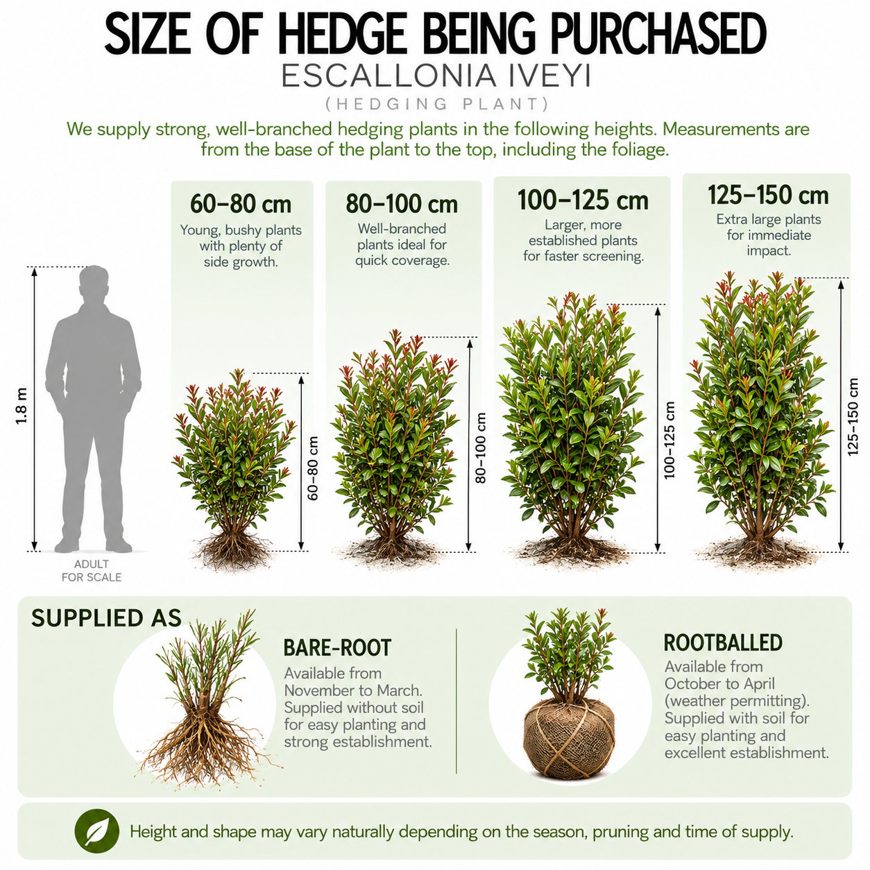 size-of-hedging-guide.png