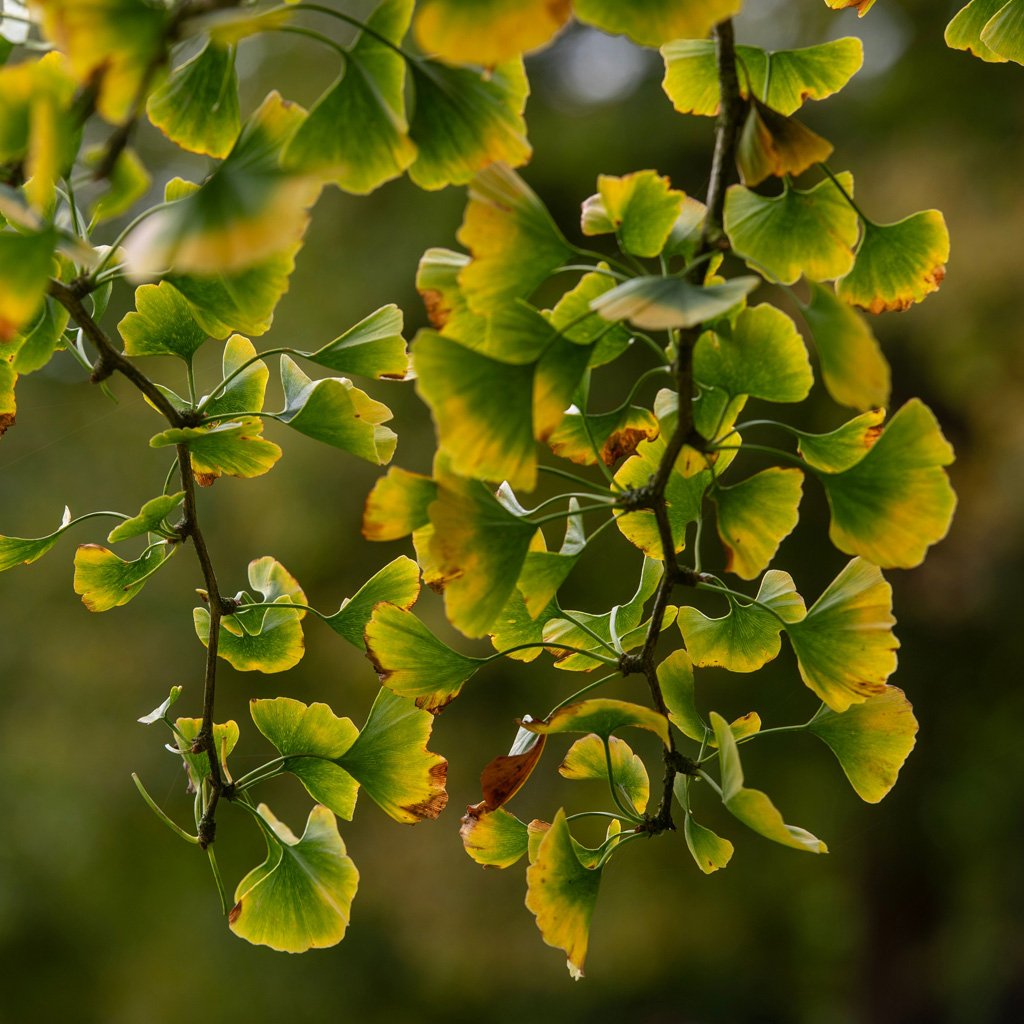ginkgo-biloba-leaves-changing-in-autumn.jpg