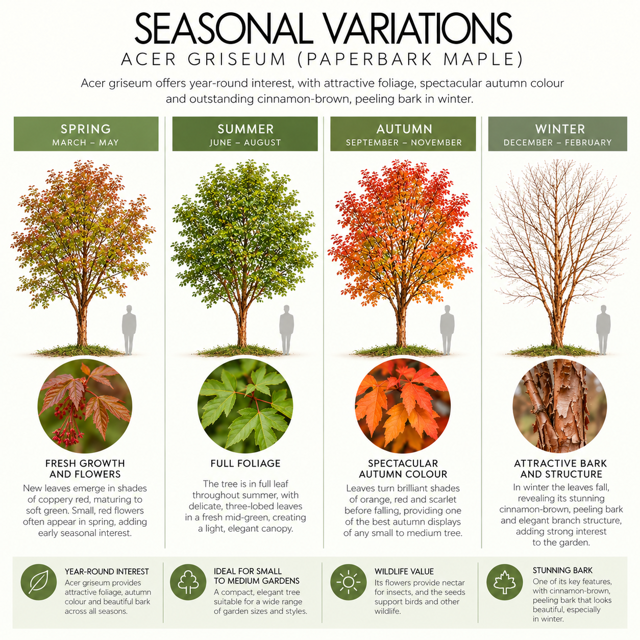 acer-griseum-seasonal-variations.png