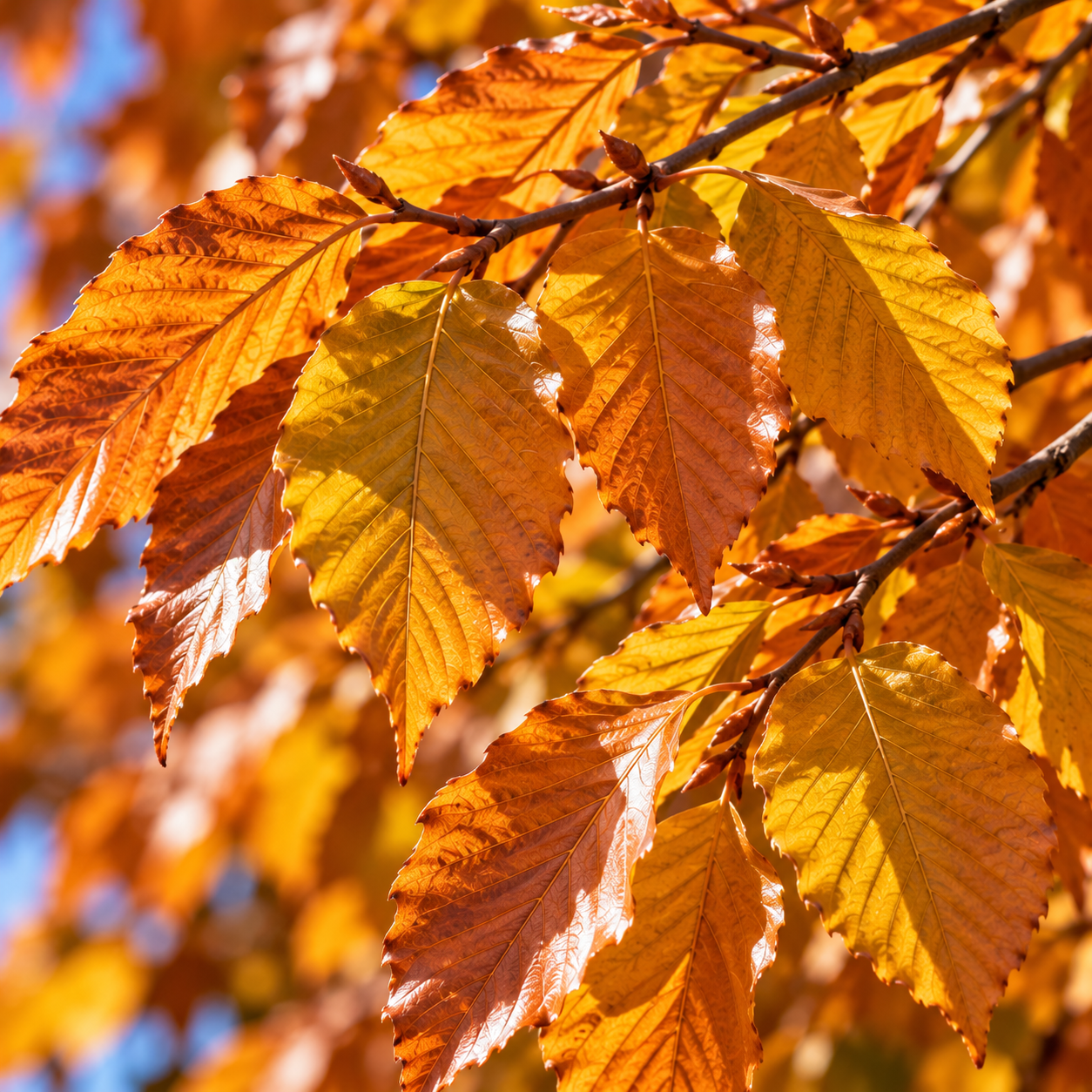 fagus-sylvatica-dawyck-autumn-leaves.png