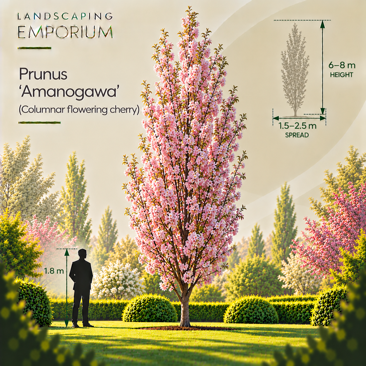 tree-size-graphic-prunus-amanogawa.png