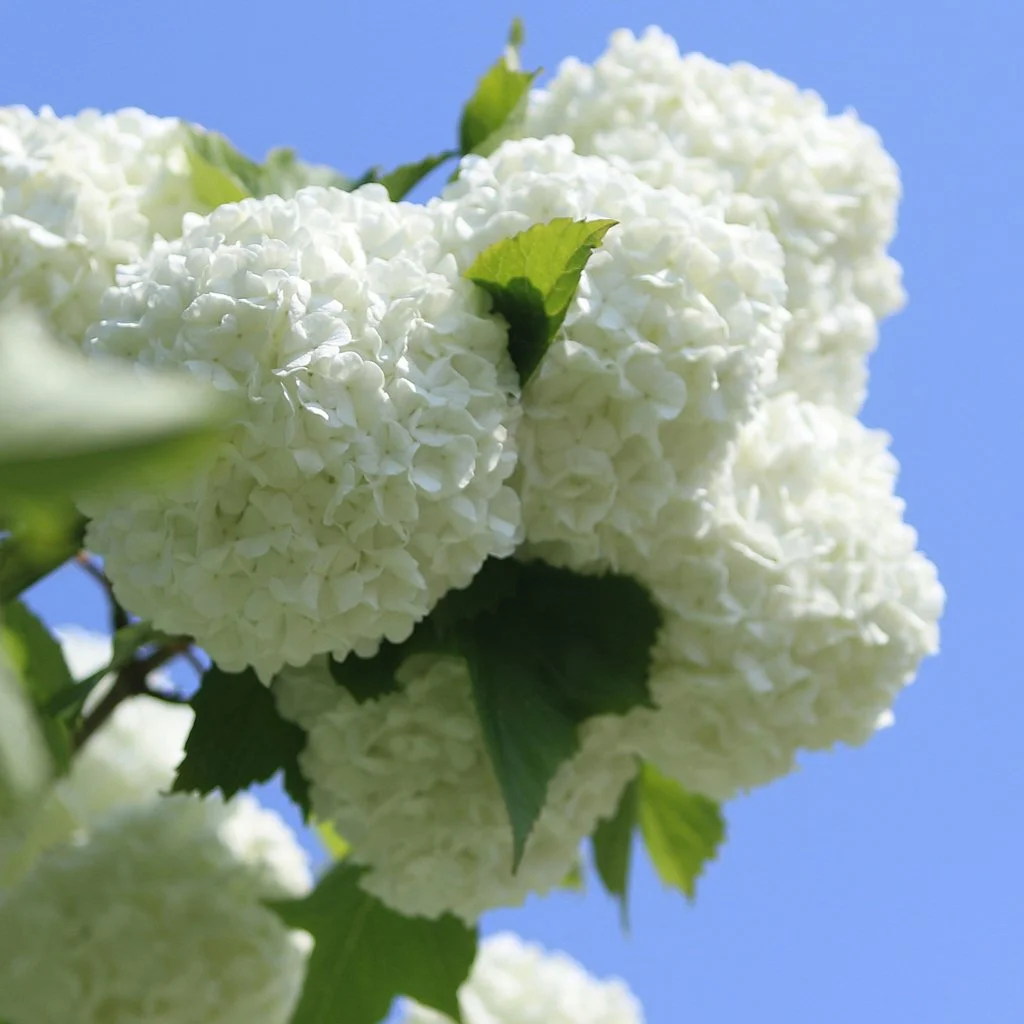 Viburnum opulus Hedging (Rootballed)