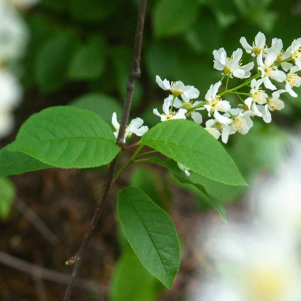 prunus-padus-hedging-foliage-and-flower.jpg