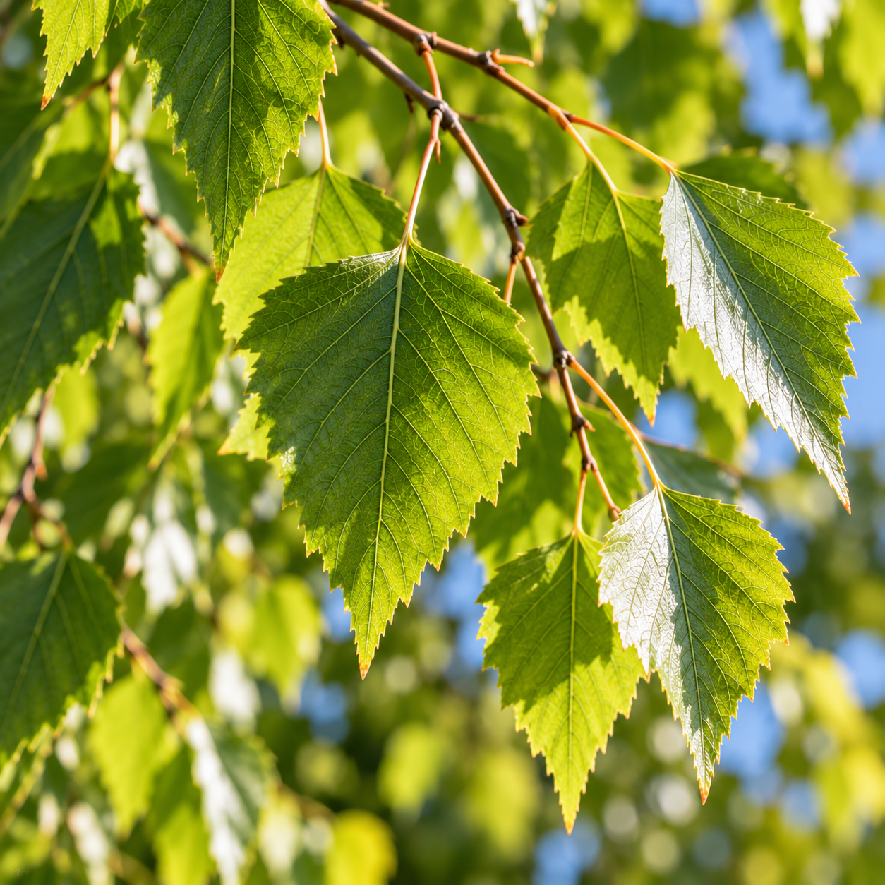 Betula pendula 'Obelisk' – Upright Silver Birch