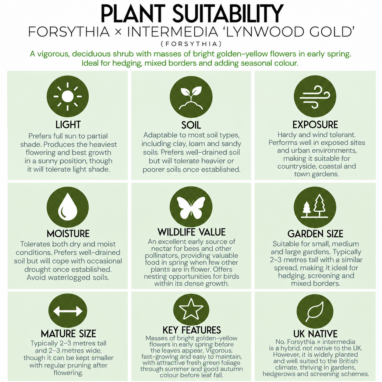 hedge-suitability-guide-forsythia-x-intermedia-lynwood-gold.png