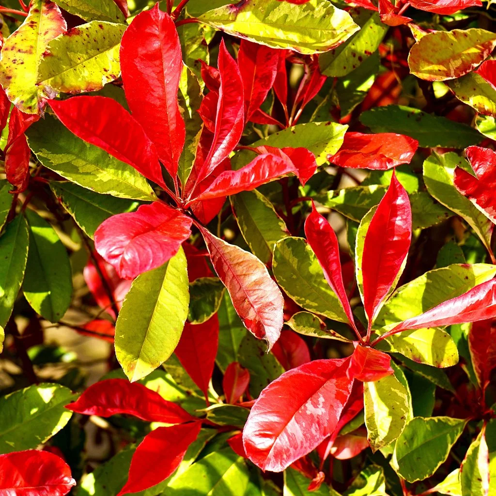 photinia-x-fraseri-red-robin-spring-red-leaves.jpg