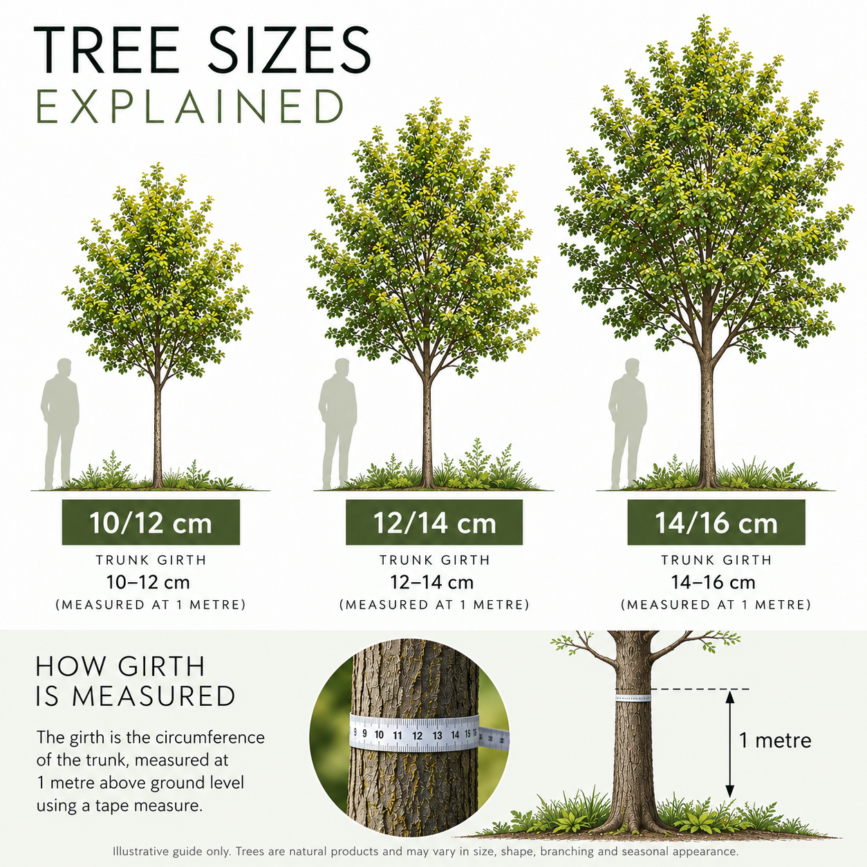tree-sizes-explained-girth-measurement.png