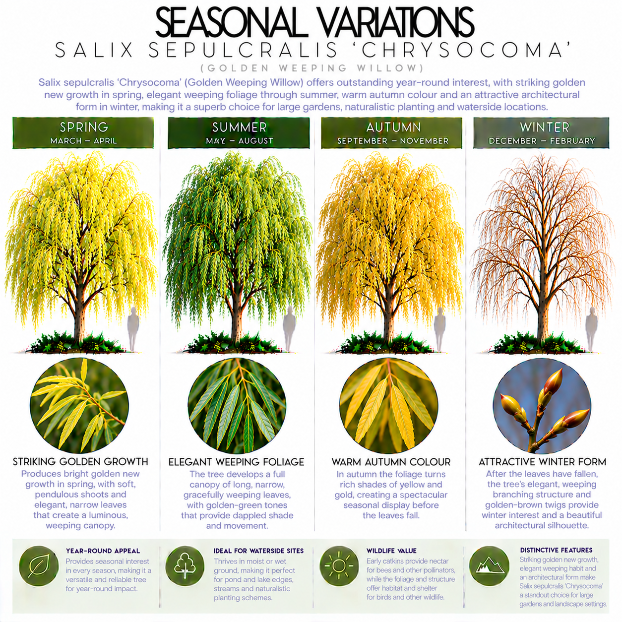 salix-sepulcralis-chrysocoma-seasonal-variation.png