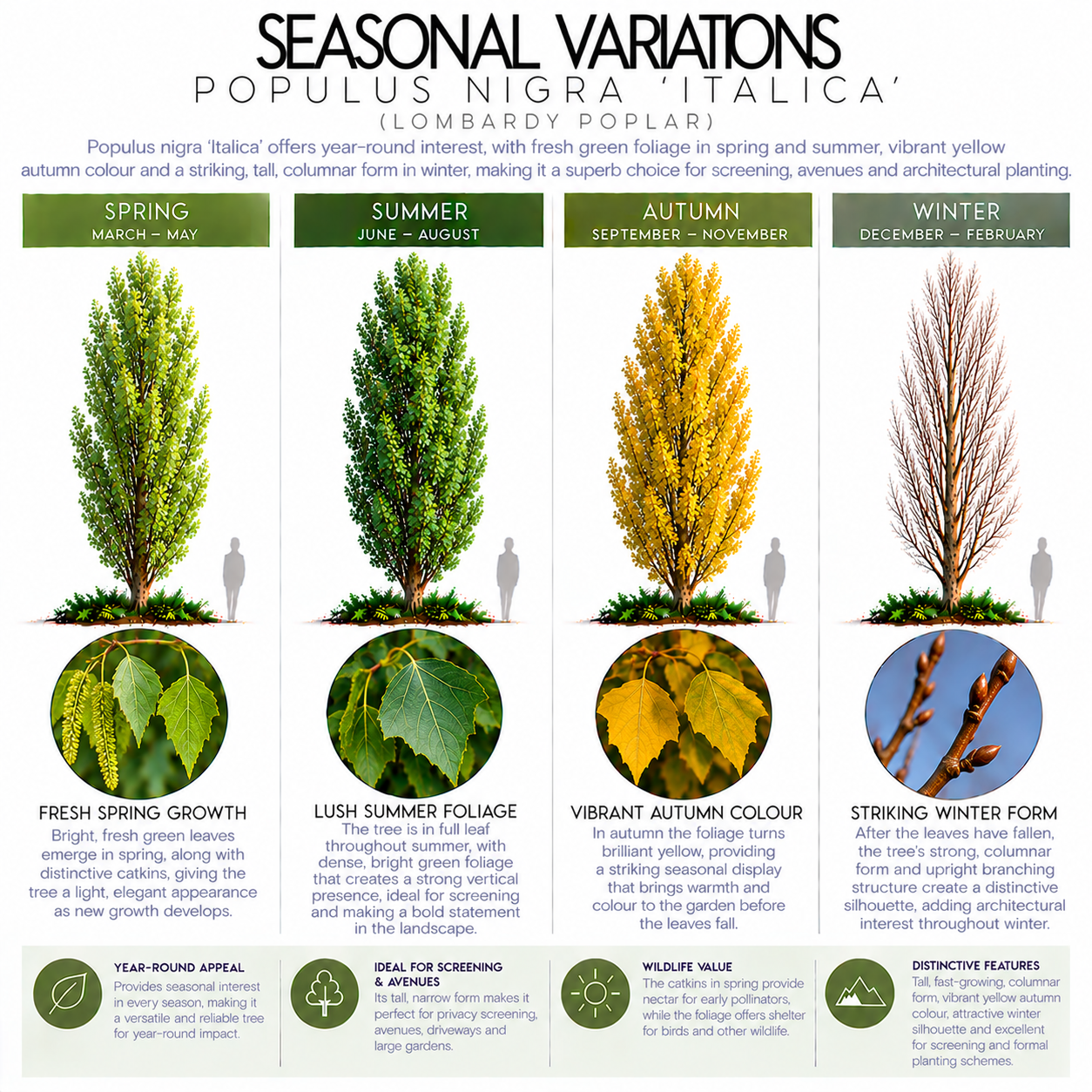 populus-nigra-italica-seasonal-variation.png