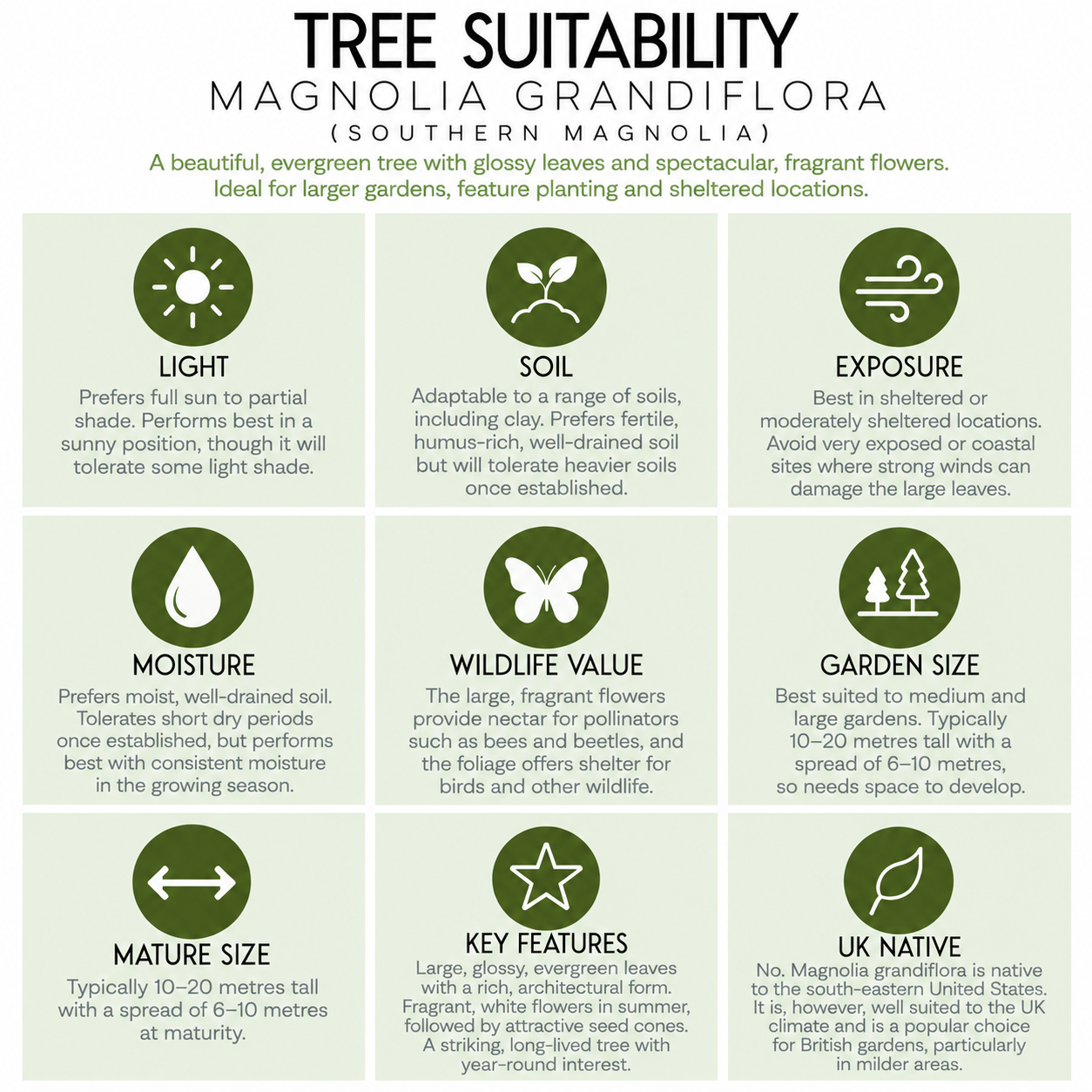 tree-suitability-guide-magnolia-grandiflora.png