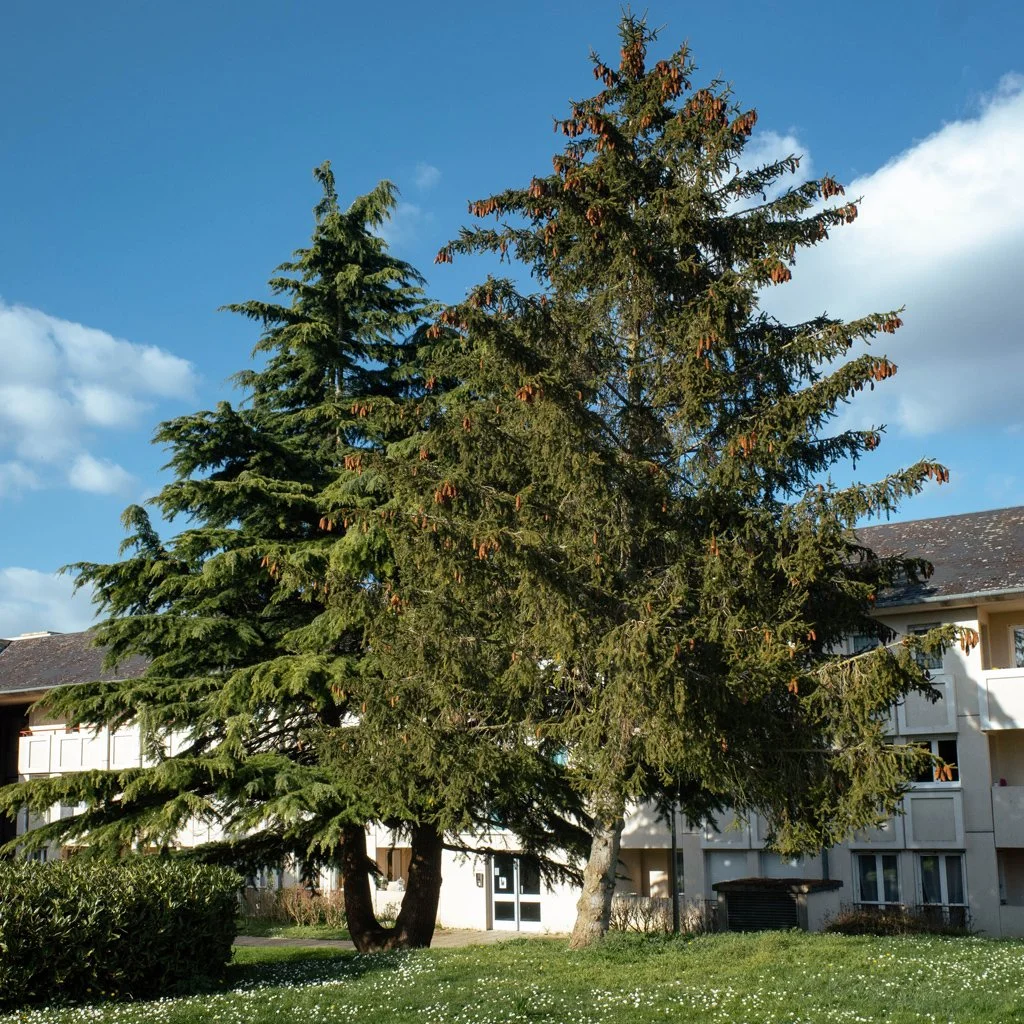 Pinus nigra - Black pine