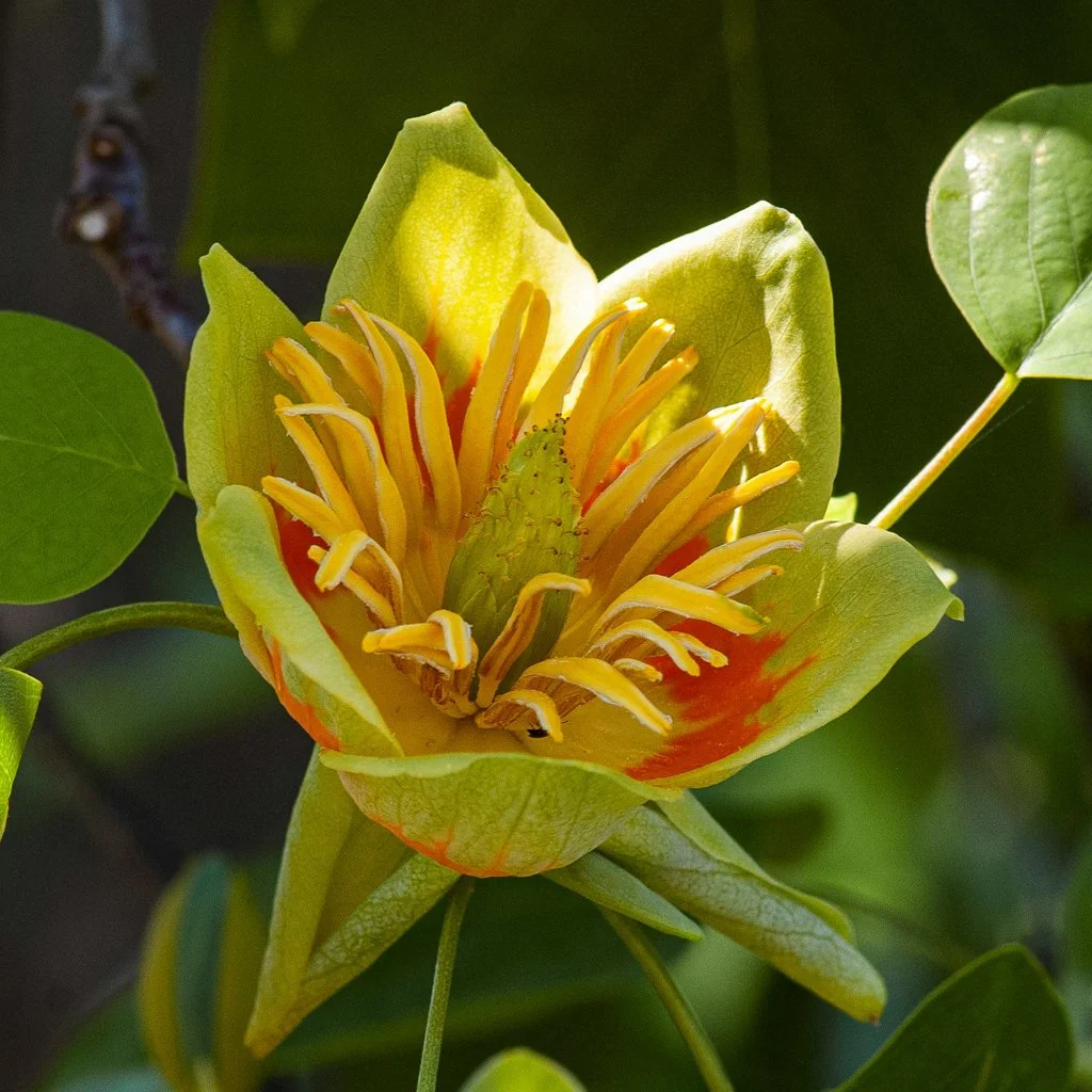 liriododendron-tulipifera-flower.jpg