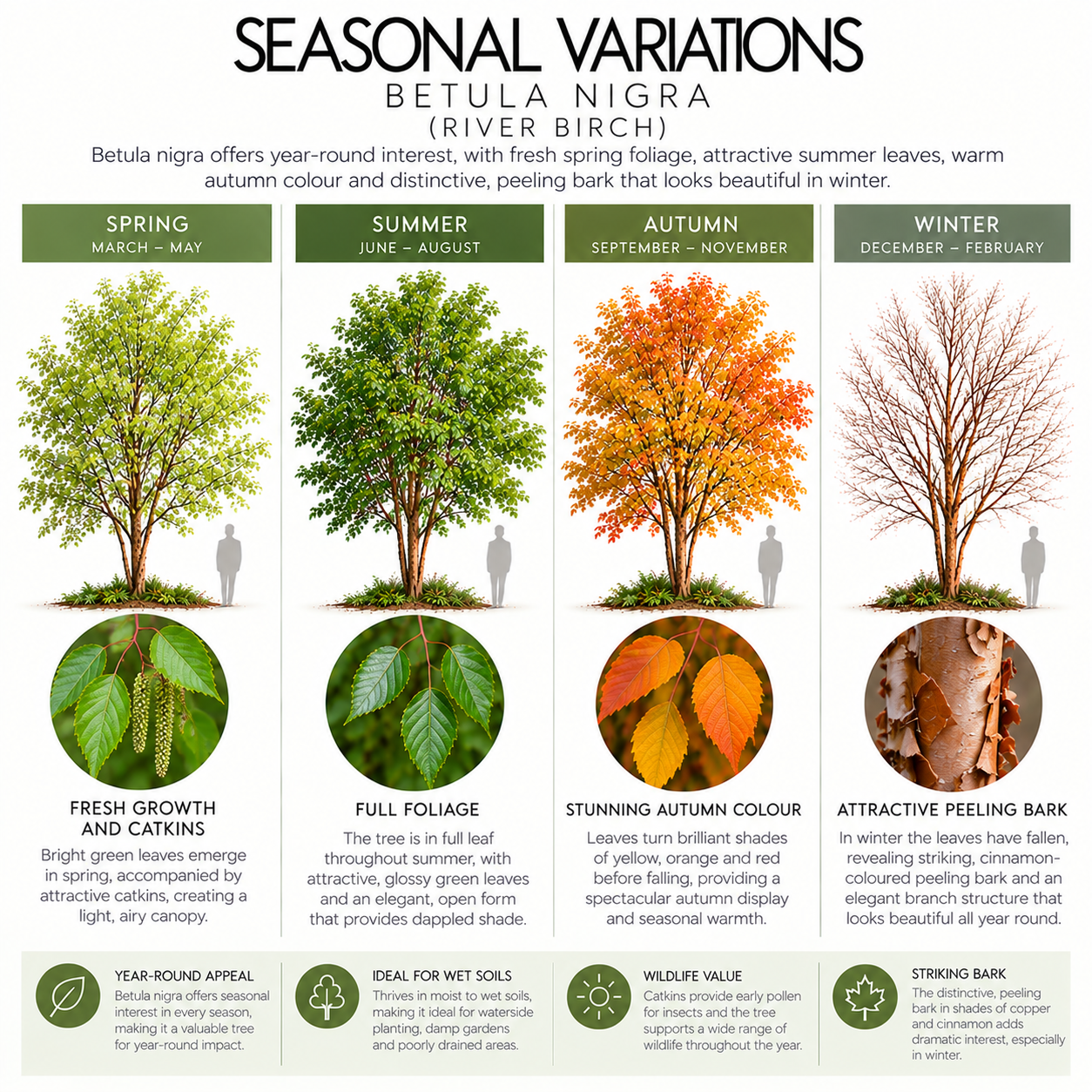 betula-nigra-seasonal-variation.png